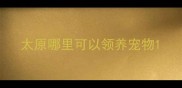 太原哪里可以领养宠物