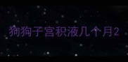 狗狗子宫积液几个月