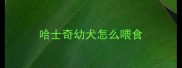 哈士奇幼犬怎么喂食
