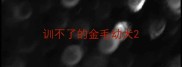 训不了的金毛幼犬