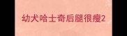 幼犬哈士奇后腿很瘦
