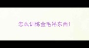 怎么训练金毛吊东西