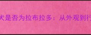 如何辨别家犬是否为拉布拉多从外观到行为的全方位