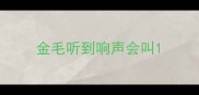 金毛听到响声会叫