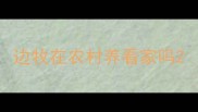 边牧在农村养看家吗