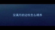 没满月的边牧怎么喂养