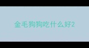 金毛狗狗吃什么好