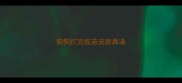 狗狗打完疫苗流脓鼻涕