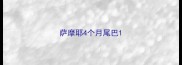 萨摩耶4个月尾巴