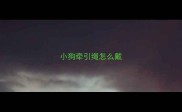 小狗牵引绳怎么戴