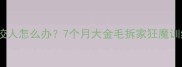 边牧幼犬咬人怎么办7个月大金毛拆家狂魔训练全攻略