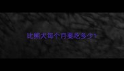 比熊犬每个月要吃多少