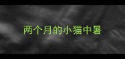 两个月的小猫中暑