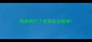 狗狗狗打了疫苗后没精神