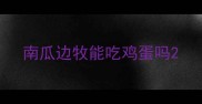 南瓜边牧能吃鸡蛋吗