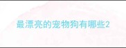 最漂亮的宠物狗有哪些