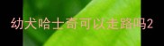 幼犬哈士奇可以走路吗
