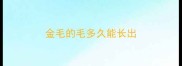 金毛的毛多久能长出