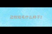 边牧短毛什么样子