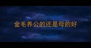 金毛养公的还是母的好