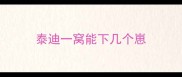 泰迪一窝能下几个崽
