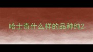 哈士奇什么样的品种纯