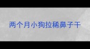 两个月小狗拉稀鼻子干