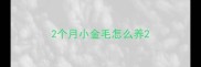 2个月小金毛怎么养