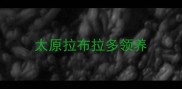 太原拉布拉多领养