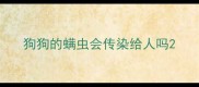狗狗的螨虫会传染给人吗