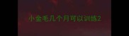 小金毛几个月可以训练