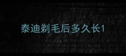 泰迪剃毛后多久长
