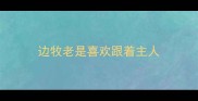 边牧老是喜欢跟着主人