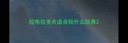 拉布拉多犬适合玩什么玩具