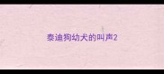 泰迪狗幼犬的叫声