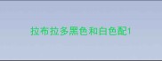 拉布拉多黑色和白色配