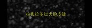 拉布拉多幼犬脸皮皱