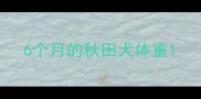 6个月的秋田犬体重