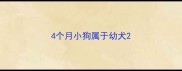4个月小狗属于幼犬