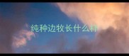 纯种边牧长什么样