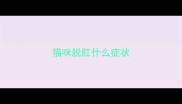 猫咪脱肛什么症状