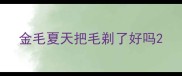 金毛夏天把毛剃了好吗