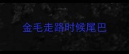 金毛走路时候尾巴