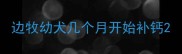 边牧幼犬几个月开始补钙