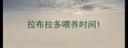 拉布拉多喂养时间