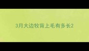 3月大边牧背上毛有多长