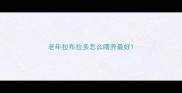 老年拉布拉多怎么喂养最好