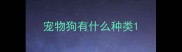 宠物狗有什么种类