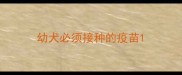 幼犬必须接种的疫苗