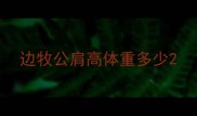 边牧公肩高体重多少